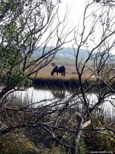 Assateague ponies