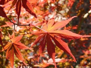 Bright red leaves
