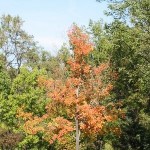 Colorful tree at Rock Creek Park