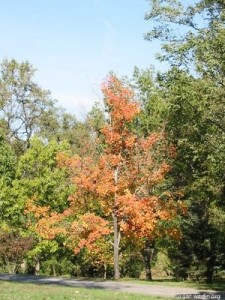 Colorful tree at Rock Creek Park