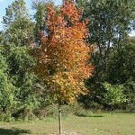 Colorful tree at Wheaton Park