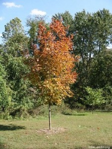 Colorful tree at Wheaton Park