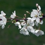 Crisp white cherry blossoms