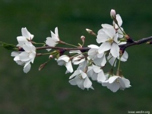 Crisp white cherry blossoms