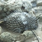 Dead puffer fish