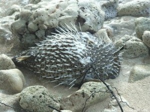 Dead puffer fish