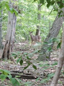 Deer at Rock Creek Park