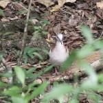 Dove on the Mastic Trail