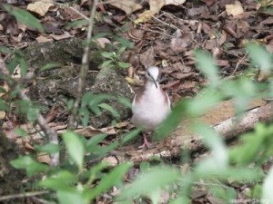 Dove on the Mastic Trail