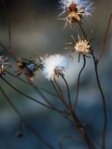 Fluffy dandelion thing