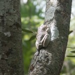 Frog on a tree