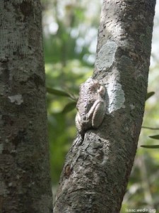 Frog on a tree