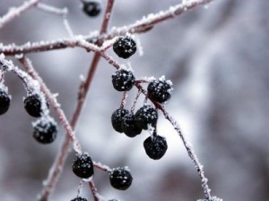 Frozen berries