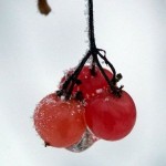 Frozen high bush cranberries