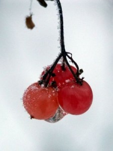 Frozen high bush cranberries