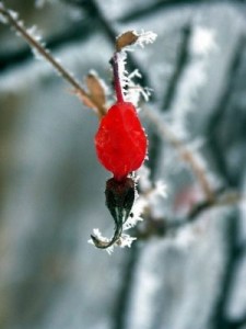 Frozen rose hip