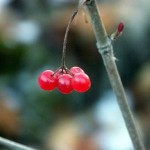 High bush cranberry