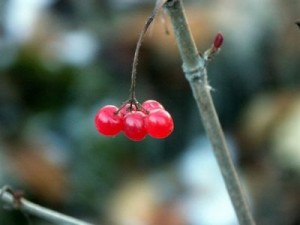 High bush cranberry