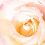 Light pink rose at Wheaton Park