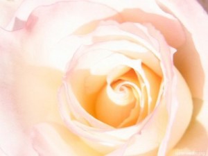 Light pink rose at Wheaton Park