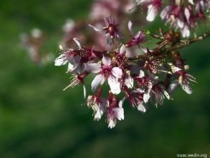 Pink cherry blossoms at the arboretum