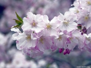 Pink fringed cherry blossoms