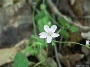 Pink-striped white flower