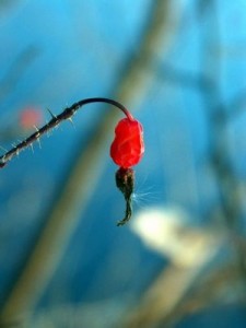 Rose hip