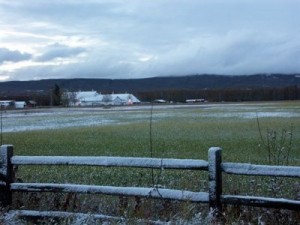 Snowy Creamers Field