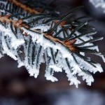 Snowy spruce branch