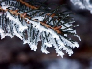 Snowy spruce branch