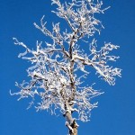 Snowy tree in Sterling