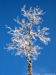Snowy tree in Sterling