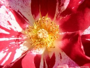 Streaky red and white rose at Wheaton Park