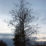 Tree at Creamers Field