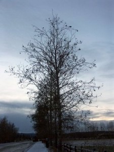 Tree at Creamers Field