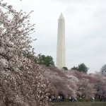 Washington Monument and blooming cherry trees
