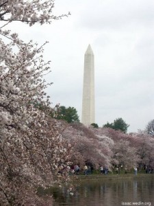 Washington Monument and blooming cherry trees