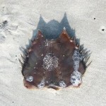 Weird crab shell