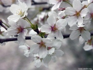 White cherry blossoms