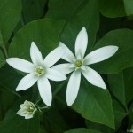 White star flowers