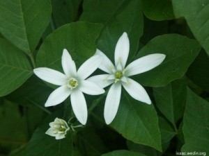 White star flowers