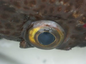 Ling cod eye