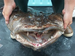 Ling cod smiling