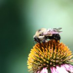 Bee on a coneflower