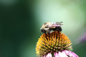 Bee on a coneflower