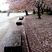Blossom benches