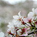 Blossoms with bokeh-blossoms