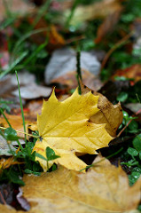 Wet maple leaf