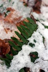 Snowy fern